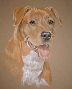 Porrtait of Jazz - staffie ridgeback cross 