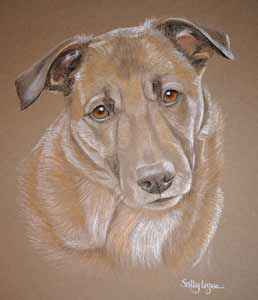 Tan crossbreed - Stanley's portrait