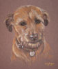 terrier portrait - sandy