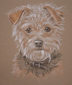 terrier portrait in pastel - Tilly Trotter