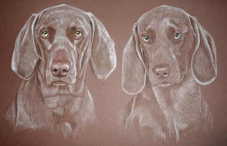 weimaraners - monty and Isla's portrait