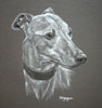 whippet - Alfie