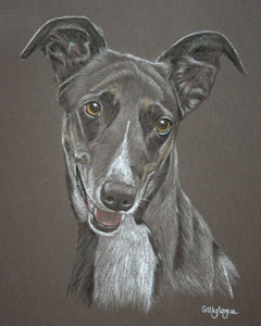 commissioned pastel portrait of  whippet - Tess