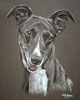 whippet portrait - Tess