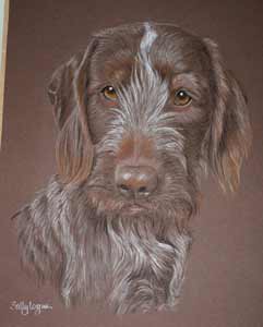 Winston - German wire haired pointer portrait 