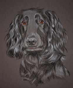 Ruby's portrait - black working cocker spaniel