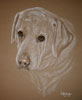 yellow labrador - harvey