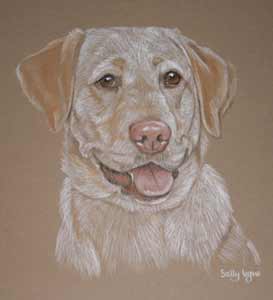 pastel portrait of Susie - yellow Lab