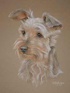 pastel portrait of yorkie - Robbie