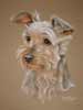 yorkshire terrier portrait - Robbie