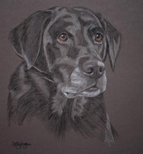 pastel portrait of black lab - Molly