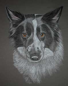 Collies portrait - border collie x sheltie