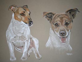 jack russell diggy as a pup and an adult dog