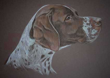 pastel portrait of pointer - Oliver