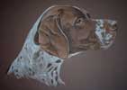 german shorthaire pointer portrait