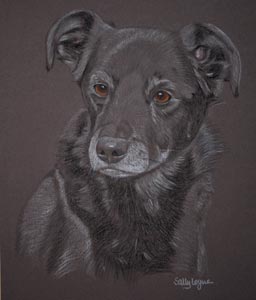 pastel portrait of black lab cross - Jake