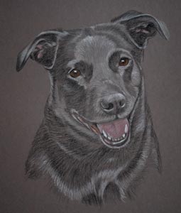 pastel portrait of black lab cross 'Jenna'