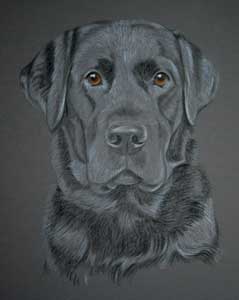 pastel portrait of Folly - black lab