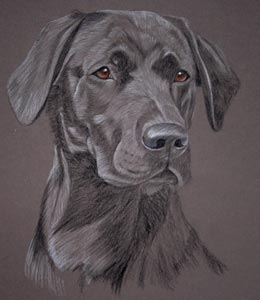 pastel portrait of black labrador - Gemstone
