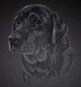 pastel portrait of black lab holly