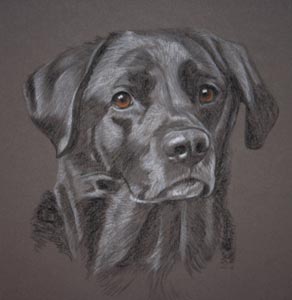 Jemima - pastel portrait of black lab 