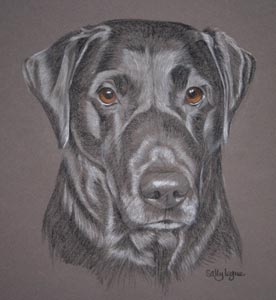 pastel portrait of Black Lab Mac Stevens