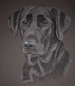 pastel portrait of black lab 'Miissy'  by Sally Logue