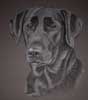 black lab portrait - Missy