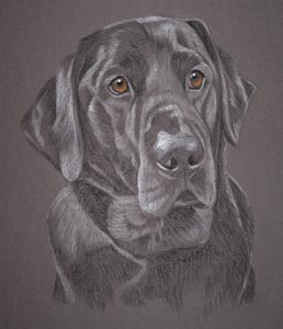 Rio's Portrait - black lab in pastel