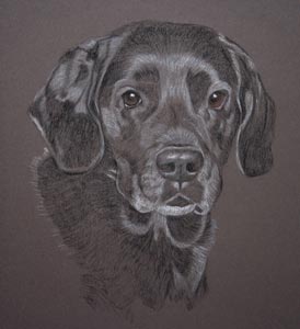 black lab - snerk's portrait