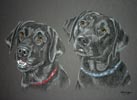 black labs portrait  Faye and BomBoms