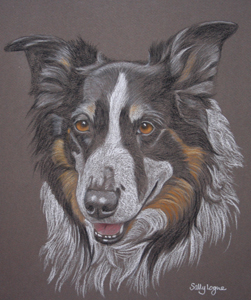 Collie - Border Collie Portrait 