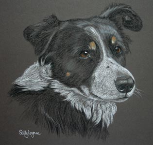 border collie - Lassies Portrait