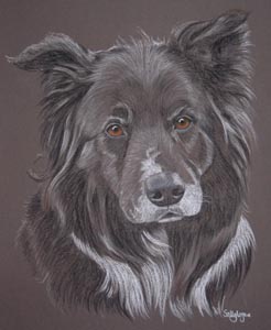 pastel portrait of border collie - Meg by Sally Logue