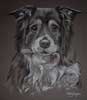 pastel portrait of border collie Tammy