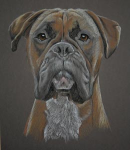Jaxon's Portrait -  Boxer dog portrait in Pastel by Sally Logue
