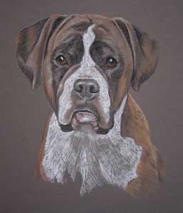 pastel portrait of boxer dog - Sasha by Sally Logue