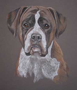 pastel portrait of boxer dog - Sasha by Sally Logue