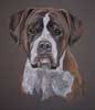 boxer dog portrait - sasha