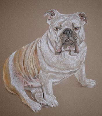 british bulldog portrait in pastel - Maggie