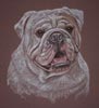 british bulldog - benson