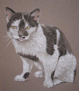 pastel portrait of black and white cat penny