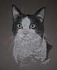 black and white cat sash