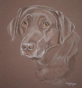 Autie - pastel portrait of chocloate lab 'Autumn'