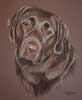 chocolate labrador portrait - Bournville