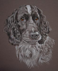 Cocker Spaniel - Benji's portrait in pastel by Sally Logue