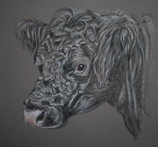 belted galloway portrait in pastel