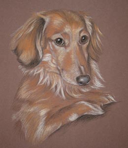 miniature long haired daschund Lady's portrait