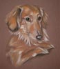 long haired daschund portrait - Lady