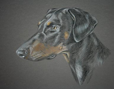 pastel portrait of Frankie - dobermann portrait by sally logue